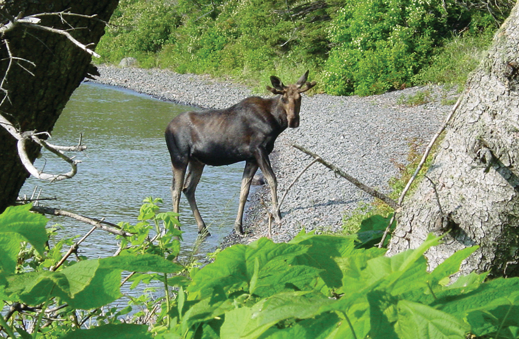 Newberry Your Next Amazing Snowmobiling Adventure! — Michigan